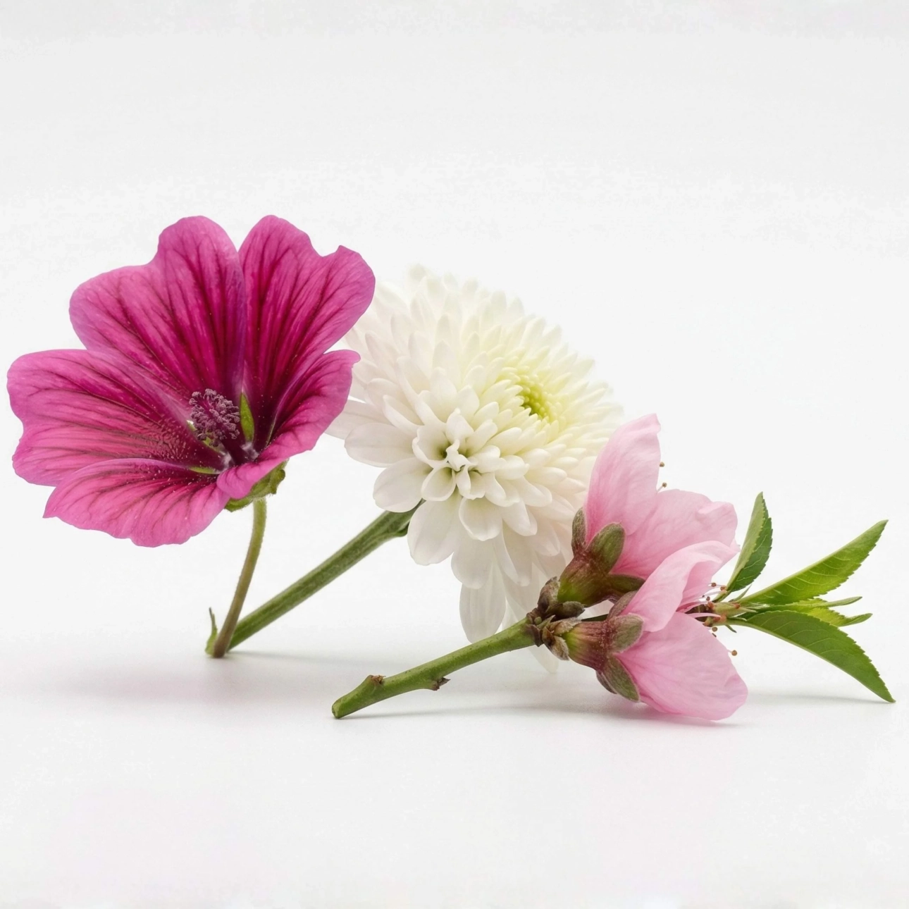 kwiaty brzoskwini, chryzantemy i malwy