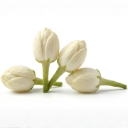 kwiaty pąków jaśminu