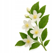 Klasyczna żółta herbata z jaśminem 50 g - Yellow Jasmine