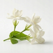 Zielona liściasta herbata ulung z jaśminem 50 g - Green Oolong Jasmine